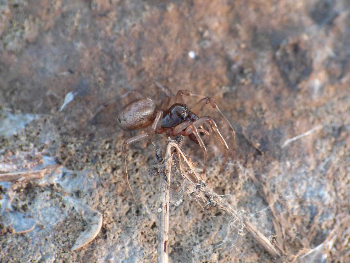 Maschio di Enoplognatha mandibularis - Tolfa (RM)